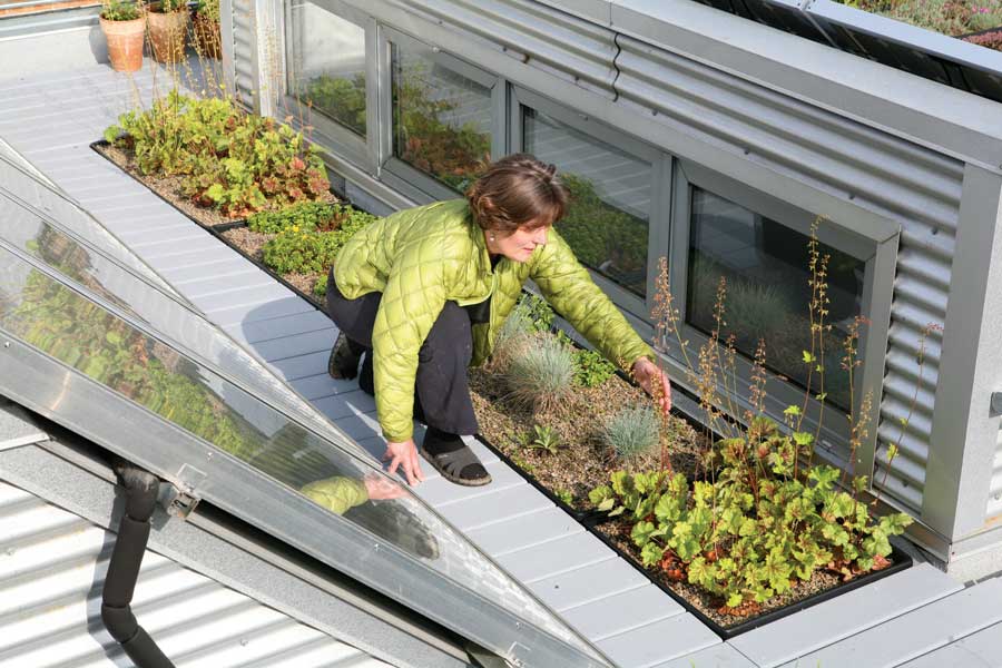 Frances tends rooftop herbs.
